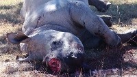 /album/trackingdogs/rhino-26-june-2014-350x197-200x113-jpg/